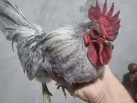 Chickens — รูปภาพ 4