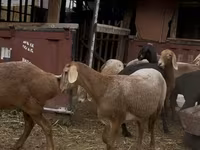 Ovce, Arashan sheep — foto 8