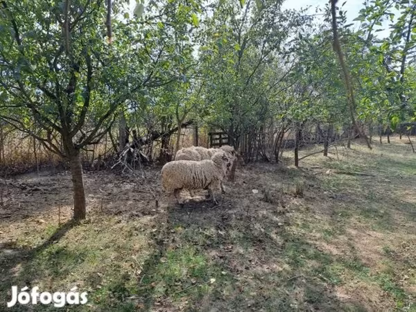 قوچ, Tsigai sheep
