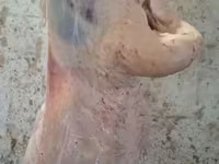 Bagge, Adal sheep — foto 7