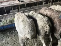 Schaf, Schafe — Foto 2