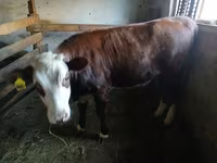 Krava, Simmental cattle — foto 2