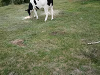 Ko, Russian Black pied cattle — foto 1