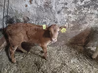 วัวตัวผู้, Simmental cattle — รูปภาพ 1