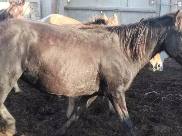 Kuda betina, Kustanai horse