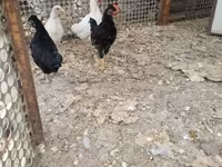 Chickens — picha 2