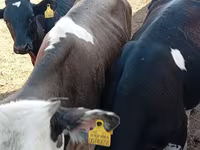 گاو نر, Russian Black pied cattle — عکس 1