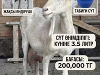 雌ヤギ, Saanen goat — 写真 1
