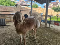แกะตัวผู้, Arashan sheep — รูปภาพ 3