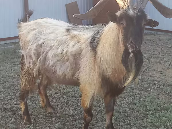 Cabro, Cabras
