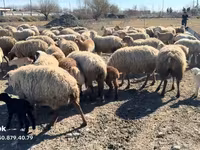 میش, گوسفند — عکس 4