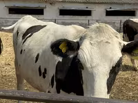 Vaca, Raza Holstein — foto 1