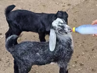 بز نر, Nubian Goat — عکس 5