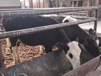 گاو ماده, گاو سفیدسر قزاقستانی — عکس 5