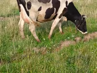 காளை, மாடுகள் — புகைப்படம் 3
