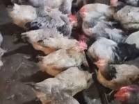 Chickens — 2-сурет