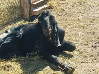 Бузғола, Kamori goats — акс 5