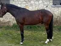 Horse (M), Hungarian horse breed — photo 2