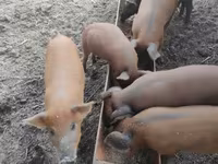 암퇘지, Мангалица — 사진 1