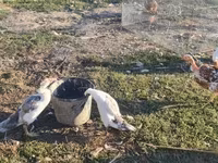 Ducks — foto 5