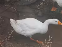 Geese — รูปภาพ 2
