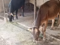 Сиыр, Swiss cattle — 1-сурет