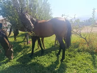 Hingst, Arabian horse — foto 5