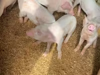 สุกร (เป็นล็อต, ไม่ระบุเพศ), หมู — รูปภาพ 2