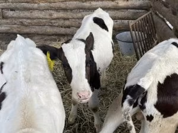 วัวตัวผู้, Russian Black pied cattle