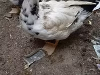 Muscovy domestica — foto 1