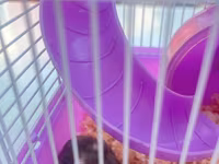 Cırtdan hamsterlər üçün komplekt qəfəs dəsti - Rəng: bənövşəyi — zdjęcie 2