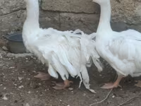 Geese — fotografija 7