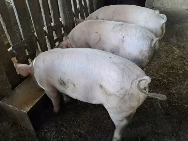 Porca, 