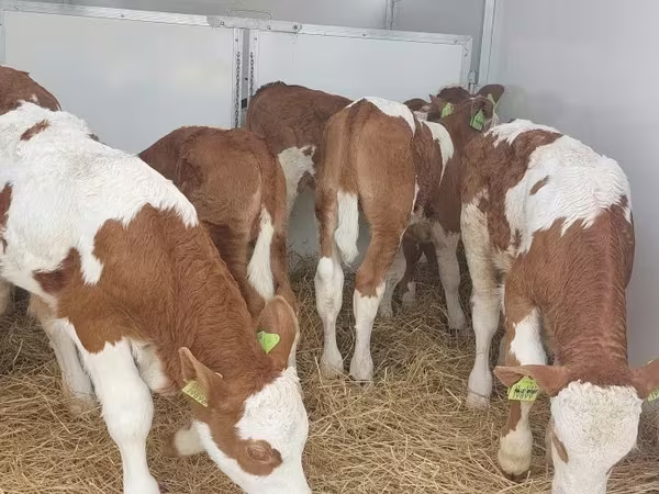 Toro, Simmental cattle