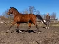Hingst, Shagya — foto 3