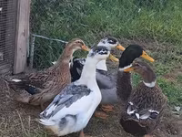 Ducks — عکس 1
