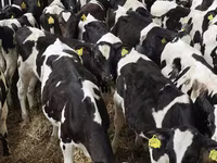公牛, Cattle — 照片 2