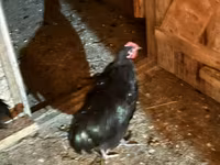 Chickens — عکس 7