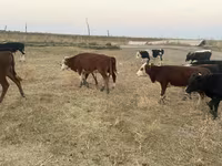 ወንድ በሬ, Kazakh White-headed cow — ፎቶ 7