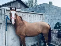 Aygır, Russian Don — foto 5