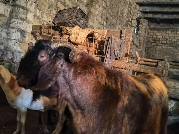 Kozioł, Kamori goats