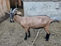 Capră, Alpine goat — foto 2