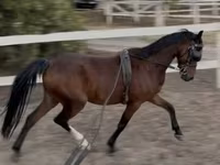 Hengst, Hackney horse — Foto 2