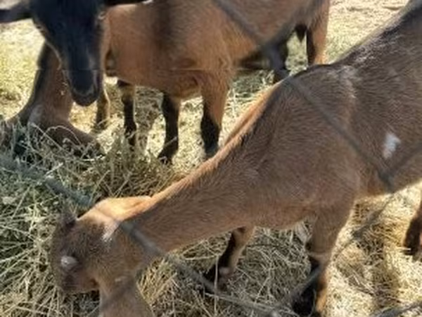 Kambing betina, Alpine goat