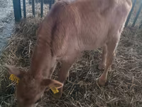 Lembu betina, Cattle — foto 1