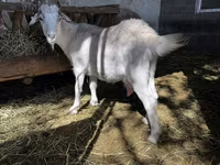 بز ماده, Alpine goat — عکس 1