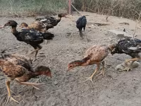 Chickens — عکس 1