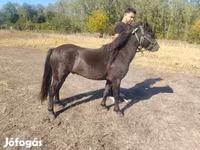 At, Atlar — foto 4
