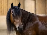 Кобила, Friesian — снимка 2