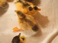 Ducks — புகைப்படம் 3